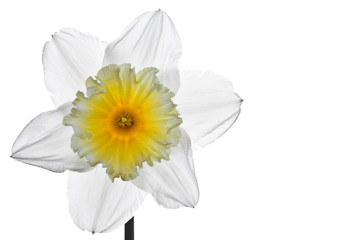 Daffodil Flower Head - obrazy, fototapety, plakaty