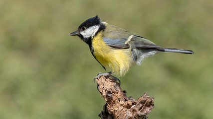 Great Tit