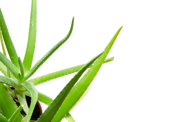 Aloe leaf isolated white background. Useful herbal medicine for skin care and hair care.  - Image
