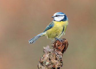 Blue Tit on Branch