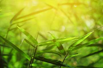 Bamboo forest in the morning.green nature background. 