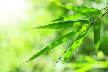Bamboo forest in the morning.green nature background. 