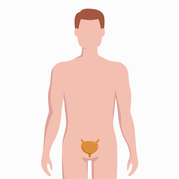 Bladder on man body silhouette vector medical illustration isolated on white background. Human inner organ placed in bady infographic elements in flat design.