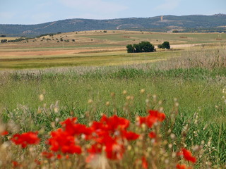 Paisaje con amapolas