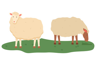 Sheep vector, isolated domestic animals on pasture, farmyard fluff pet breeding and tending, care for fluffy mammals with wool, lamb standing on grass