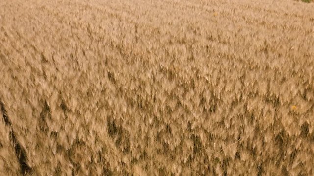 Campo di farro spelta, vista aera