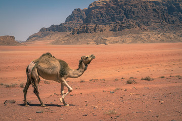 Red sand desert and camels at sunny summer day in Wadi Rum, Jordan. Middle East. UNESCO World...