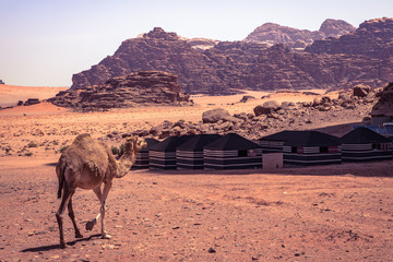 Red sand desert and camels at sunny summer day in Wadi Rum, Jordan. Middle East. UNESCO World...