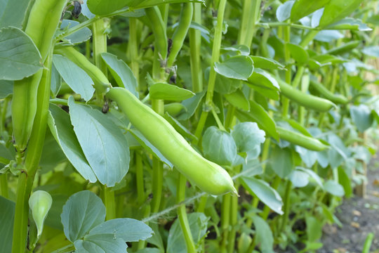 Broad Beans Close Up