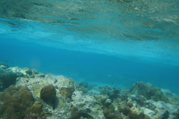 Cora reef