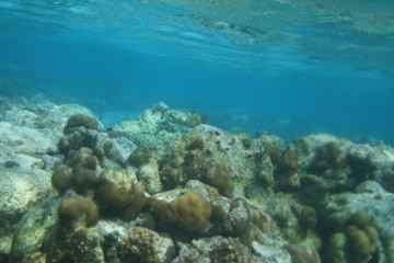 Cora Reef