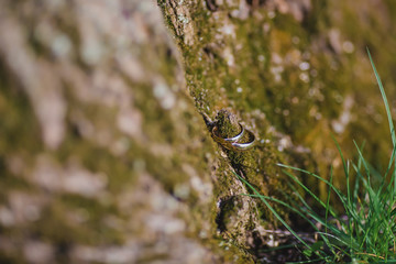 spider on a leaf
