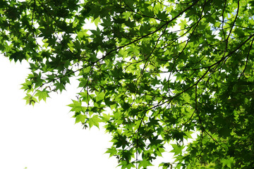 Fototapeta na wymiar 新緑・青モミジの木々