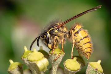 Wasp on Ivy