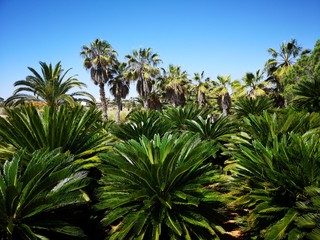tropischer Palmengarten Urlaubsfeeling