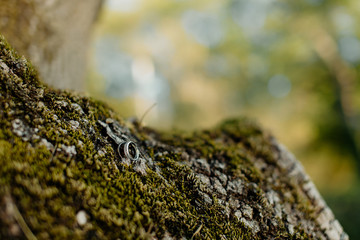 lizard on rock