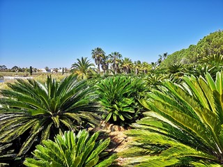 Fototapeta na wymiar tropischer Palmengarten Urlaubsfeeling