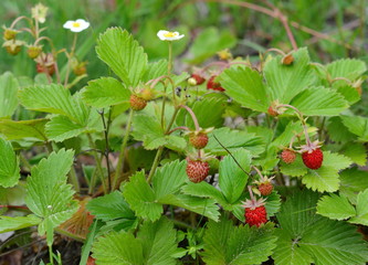 wild strawberry in a natural environment