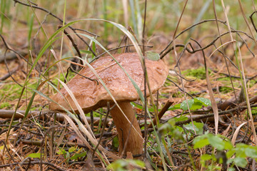Porcini mushroom growing on the ground