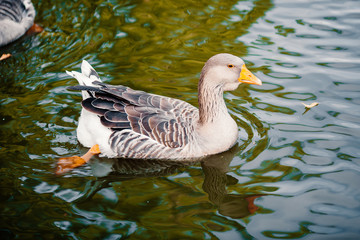 duck on water