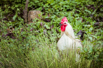 Coq majestueux au plumage blanc