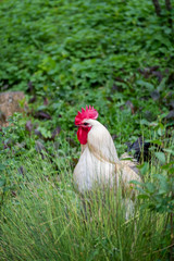 Coq majestueux au plumage blanc