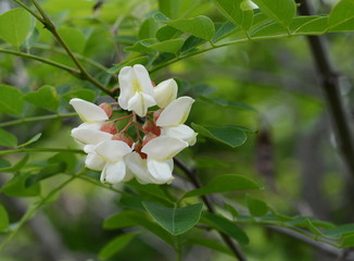 Abundant flowering acacia branch of Robinia pseudoacacia, false acacia, black locust close-up. Source of nectar for tender but fragrant honey. Locust tree blossom - Robinia pseudoacacia 
