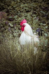 Coq majestueux au plumage blanc