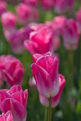 details of blooming pink tulips