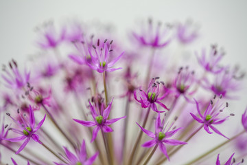 Fototapeta premium close-up of blooming violet blossoms of a garden leek (Allium)