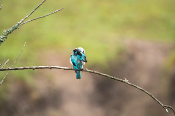 Woodland Kingfisher