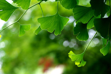 新緑・イチョウの木々