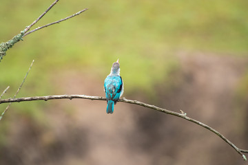 Woodland Kingfisher