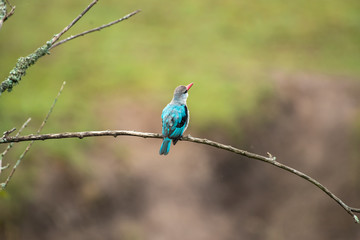 Woodland Kingfisher