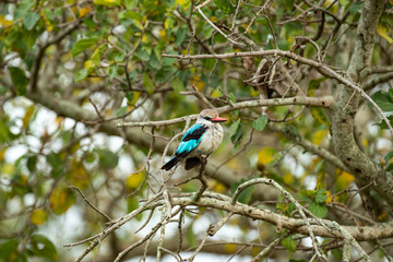 Woodland Kingfisher