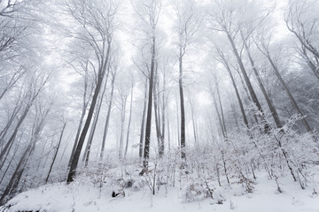 Cold and frozen snowy winter beech tree forest landscape. 