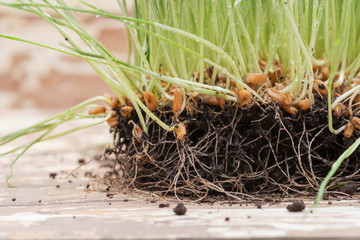 Sprouted Organic Fresh Green Wheat Grass in soil. Triticum aestivum. Healthy concept. 