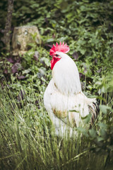 Coq majestueux au plumage blanc