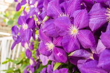 Purple flowers plants Clematis President