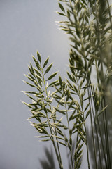 close-up of grass seeds in front of a blurry background