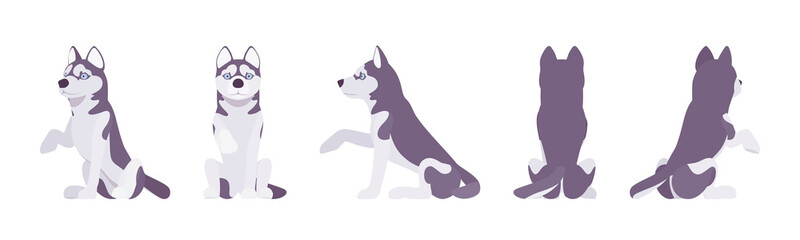 Husky dog sitting, paw giving. Northern medium size compact Siberian breed, cute family companion, active fun, home security. Vector flat style cartoon illustration, white background, different views