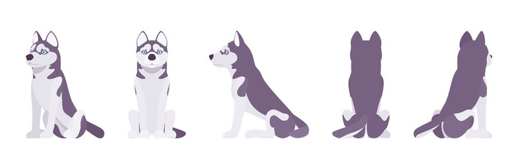 Husky dog sitting. Northern sled, medium size compact Siberian breed, cute family companion for active fun and home security. Vector flat style cartoon illustration, white background, different views