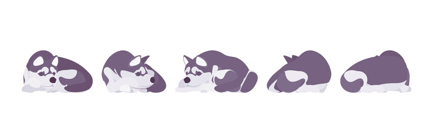Husky dog sleeping. Northern sled, medium size compact Siberian breed, cute family companion for active fun and home security. Vector flat style cartoon illustration, white background, different views