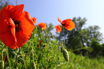 Incredibly beautiful poppies flowers. against the sun against the blue sky. in the morning. Macro