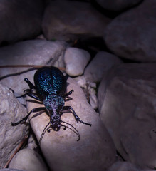 beetle on stone