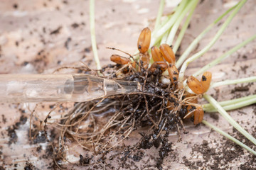 Glass Dropper and Sprouted Organic Fresh Green Wheat Grass in soil. Triticum aestivum. Wooden background. Healthy concept. 