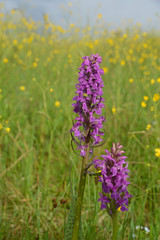 Purple orchids on a yellow meadow