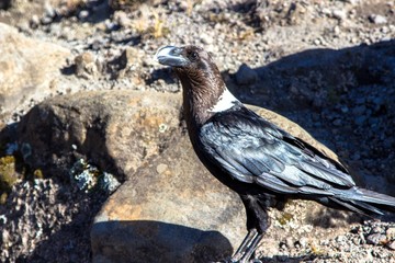 African raven on the trek to top of Kilimanjaro, Tanzania, Africa