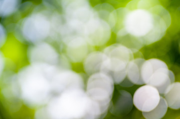 Blurred soft summer background of leaves and branches with bokeh effect.