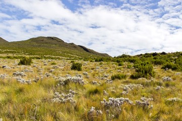 Kilimanjaro national park landscape